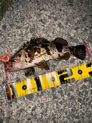 タケノコメバルの釣果