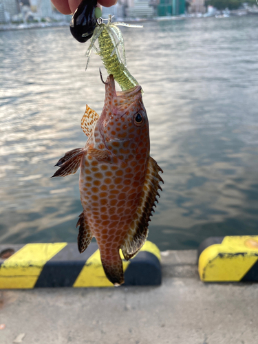 オオモンハタの釣果