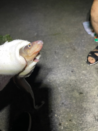 アナゴの釣果