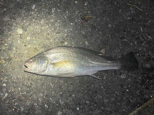 イシモチの釣果