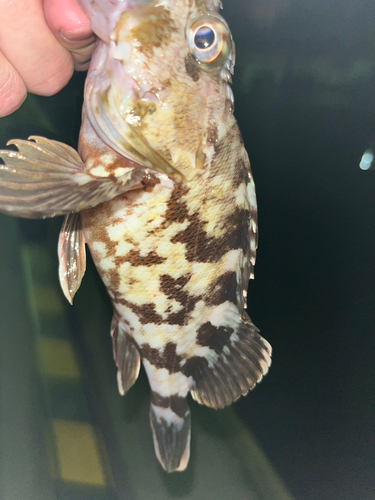 タケノコメバルの釣果