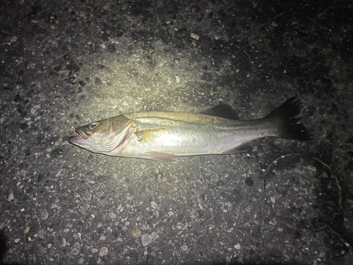 フッコ（マルスズキ）の釣果