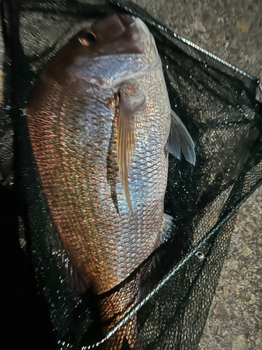 タイの釣果