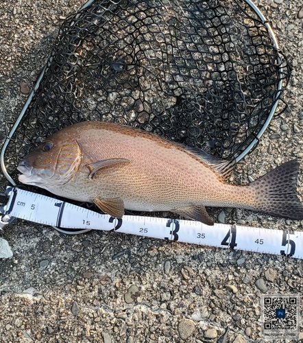 コロダイの釣果