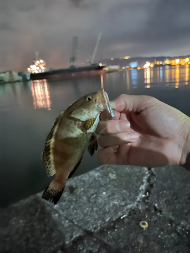 オオモンハタの釣果