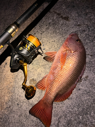 ゴマフエダイの釣果