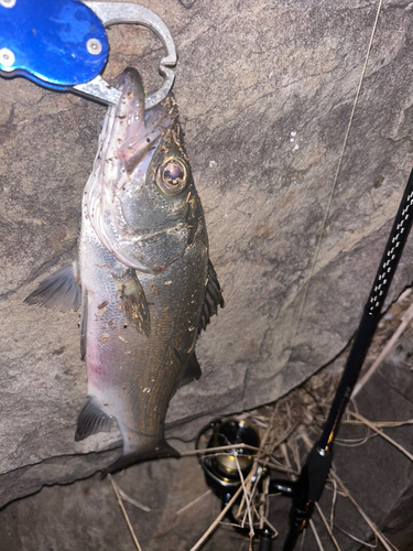 ヒラスズキの釣果