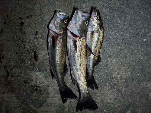 シーバスの釣果