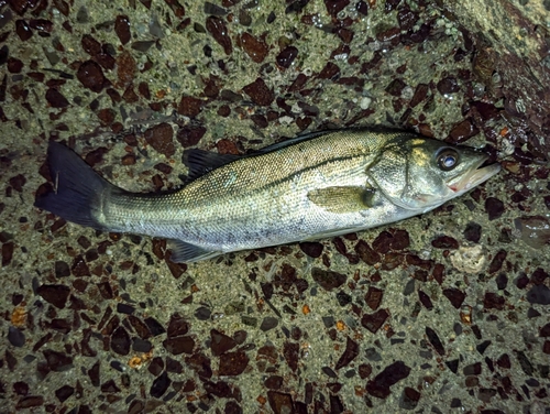 セイゴ（マルスズキ）の釣果