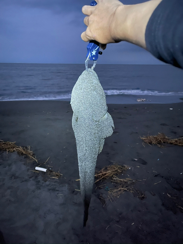 マゴチの釣果