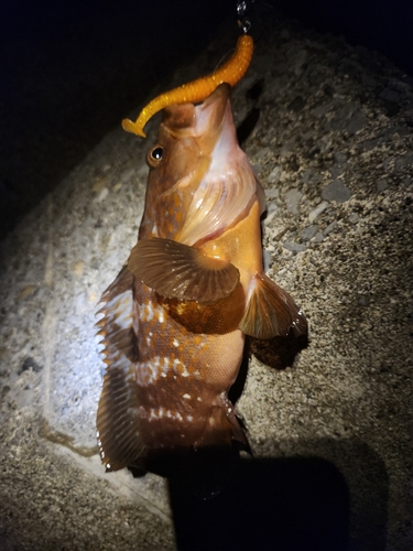 キジハタの釣果