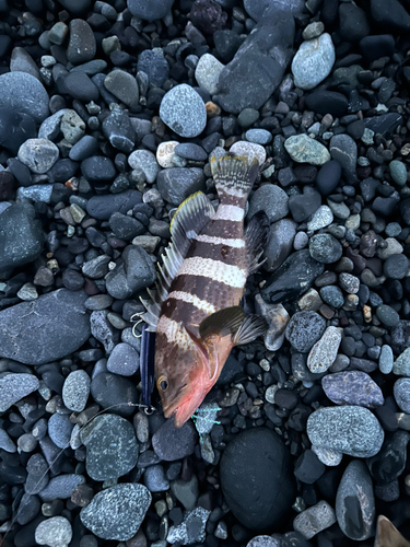 アオハタの釣果