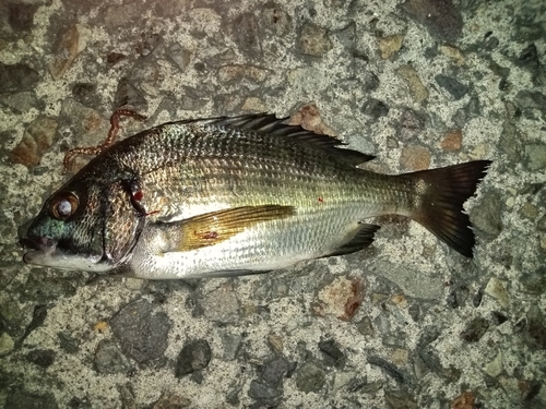 チヌの釣果