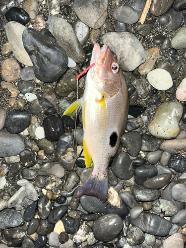 クロホシフエダイの釣果