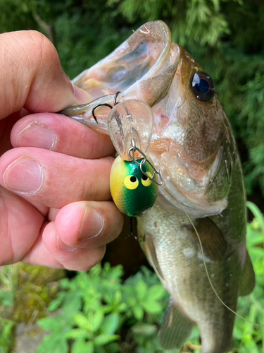 ラージマウスバスの釣果