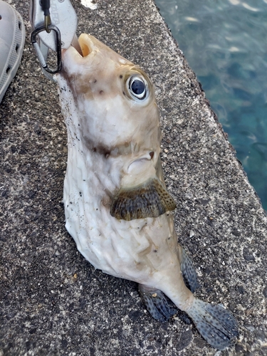 イシガキフグの釣果