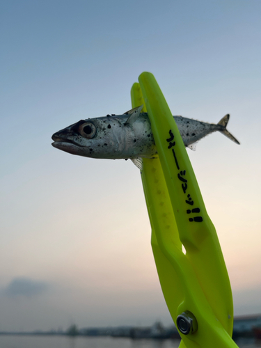 サバの釣果