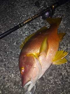 シブダイの釣果