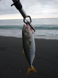 ワカシの釣果