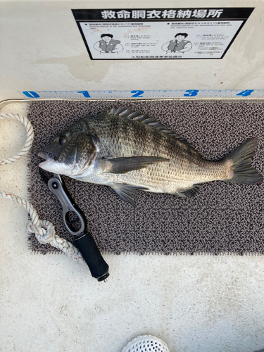 クロダイの釣果