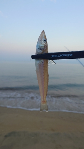 キスの釣果