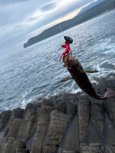 エゾメバルの釣果