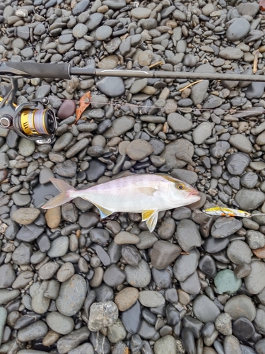 ショゴの釣果