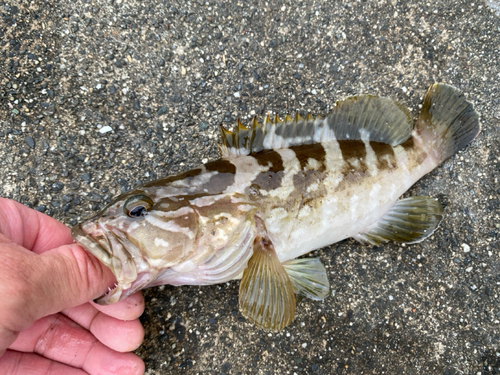 クエの釣果