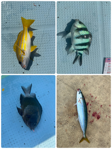 ムロアジの釣果