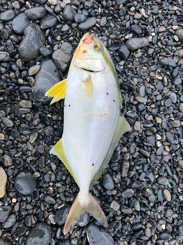 ショゴの釣果