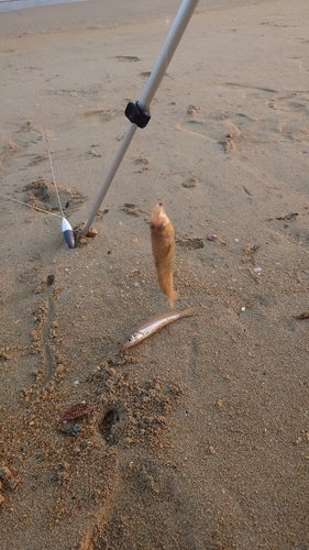 キスの釣果