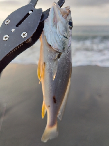 ニベの釣果