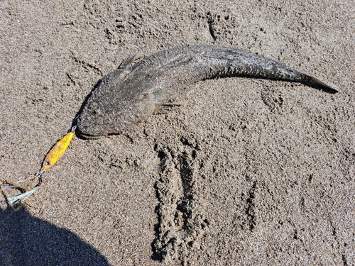 マゴチの釣果