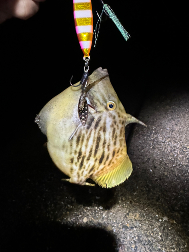 カワハギの釣果