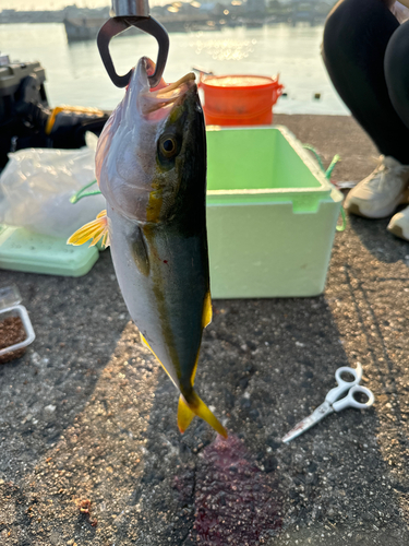 ツバスの釣果