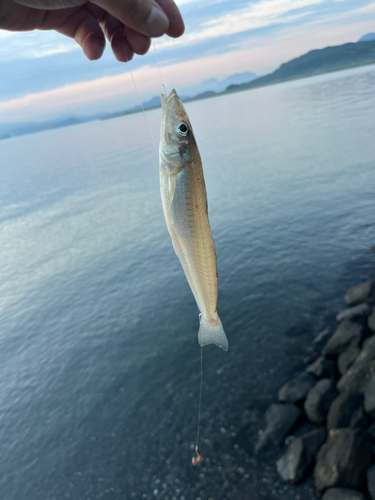 キスの釣果