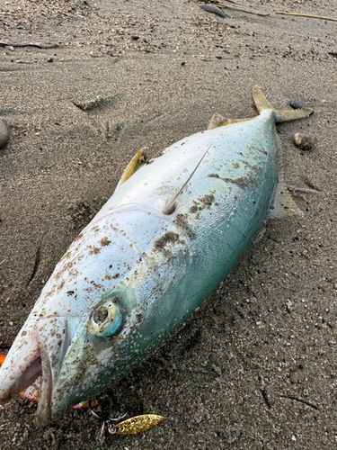 ワカシの釣果