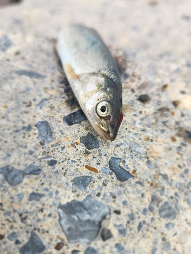 ウグイの釣果