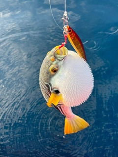 シマフグの釣果