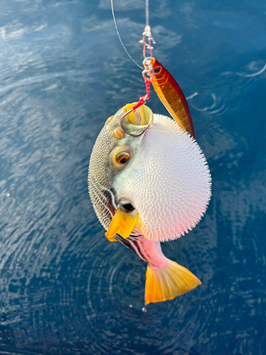 シマフグの釣果