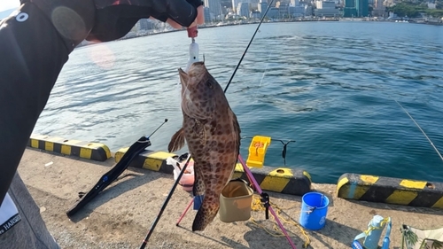 オオモンハタの釣果