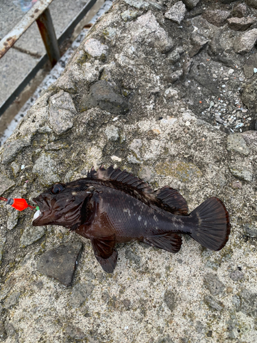 クロソイの釣果