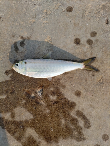 サッパの釣果