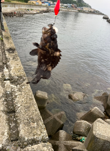 クロソイの釣果