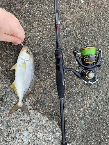 ショゴの釣果