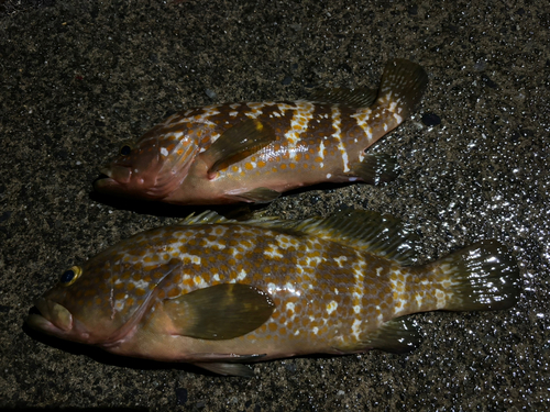 キジハタの釣果