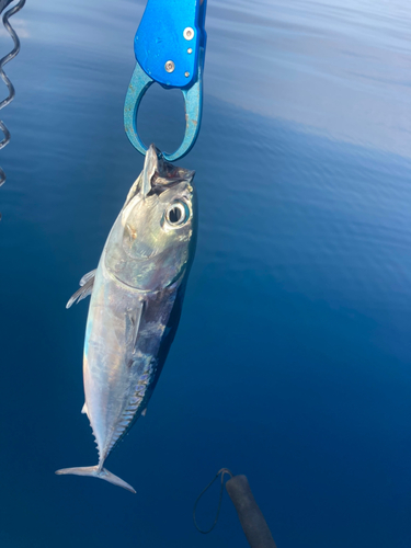 ソウダガツオの釣果