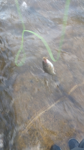 ヤマメの釣果