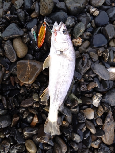 ニベの釣果