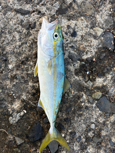 ショゴの釣果